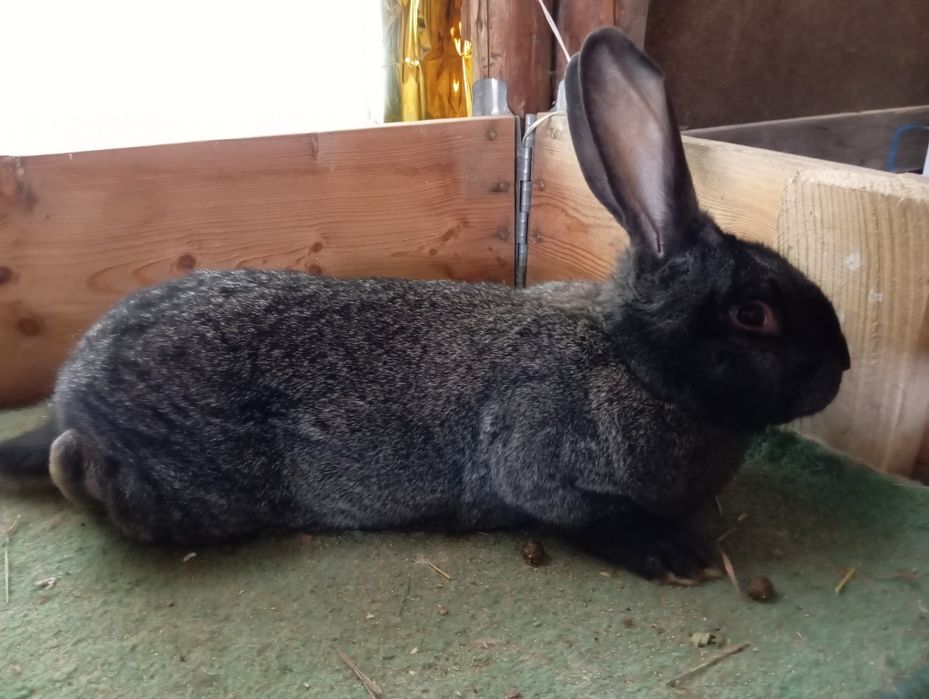 Продам кроликів.