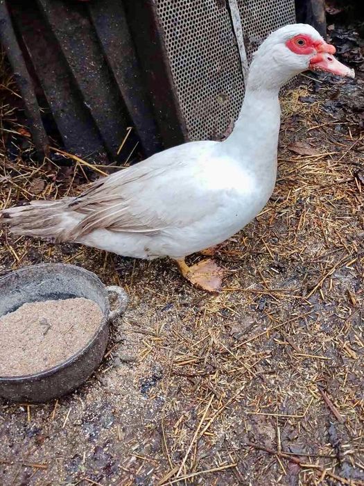 Качки КРУПНИХ порід