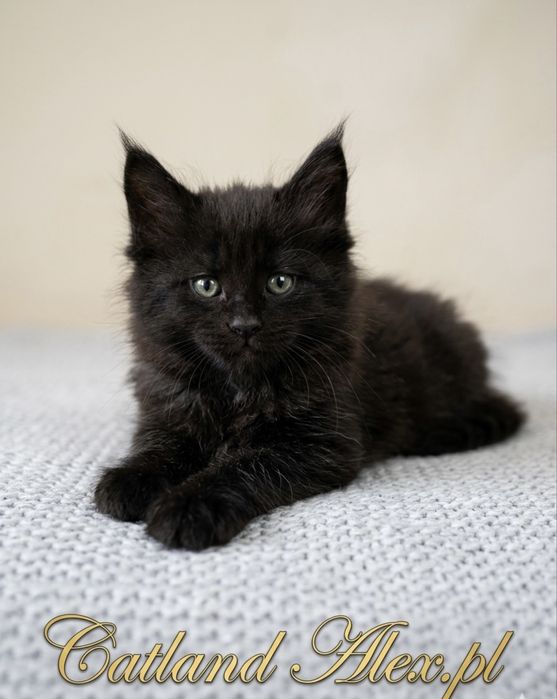 Maine coon kocurek