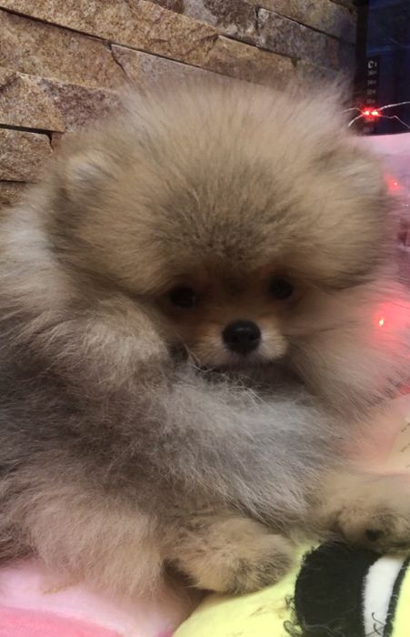 Хлопчик .Померанський шпіц КСУ/FCI