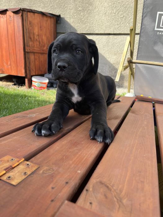 Cane Corso suczka