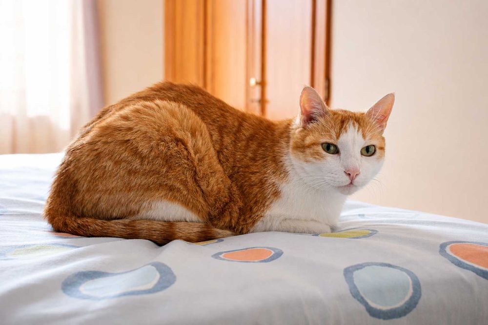 CASTRADO | Gato vacinado disponível para Adoção Responsável