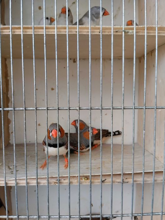 Sprzedam przepiękne zeberki