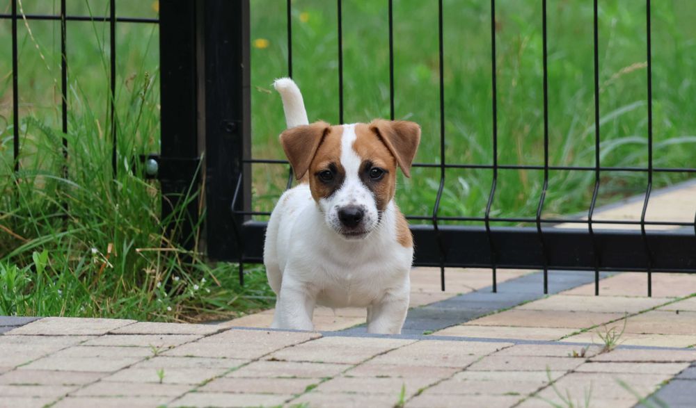 Wspaniały Piesek HEX - Jack Russell Terrier z hodowli "BREFIO"-do odbioru