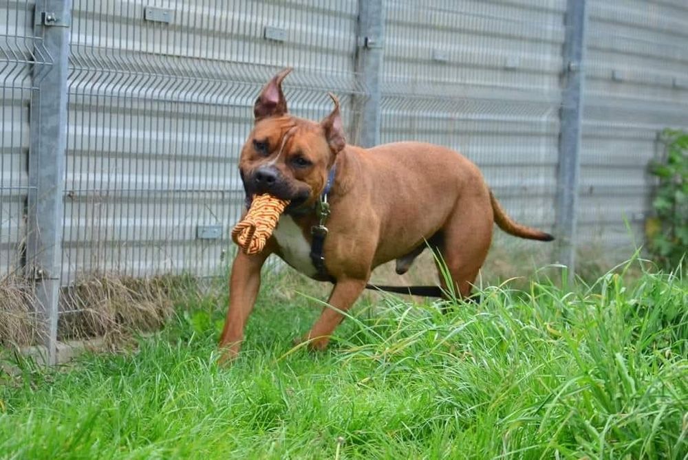 Ozyrys - pies ttb do adopcji