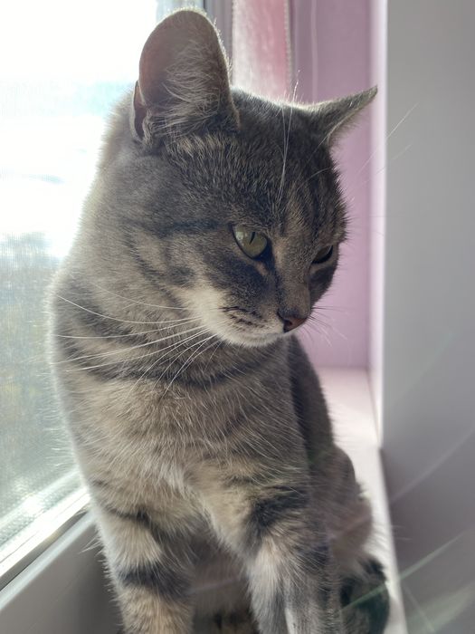 Мурочка шукає домівку