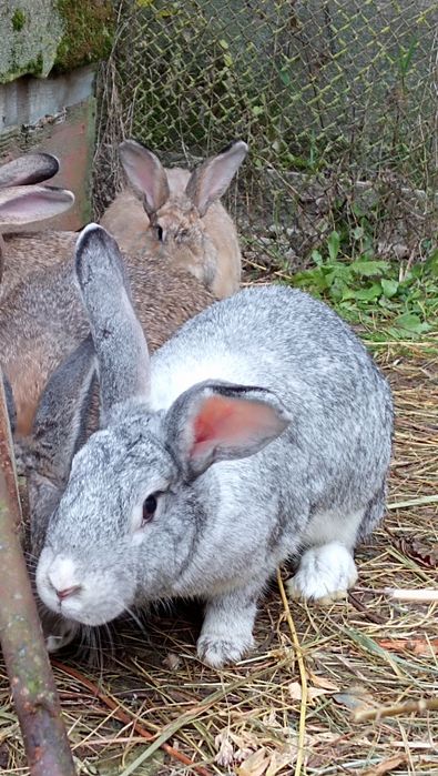 продам кролі живою вагою