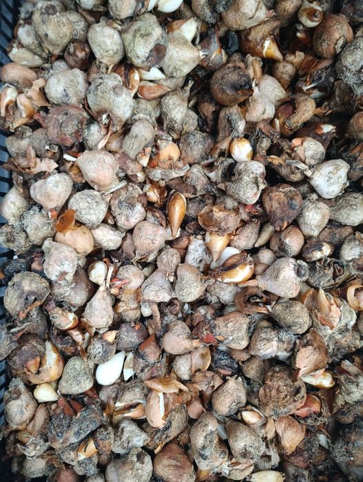 Цибулини тюльпана після вигонки