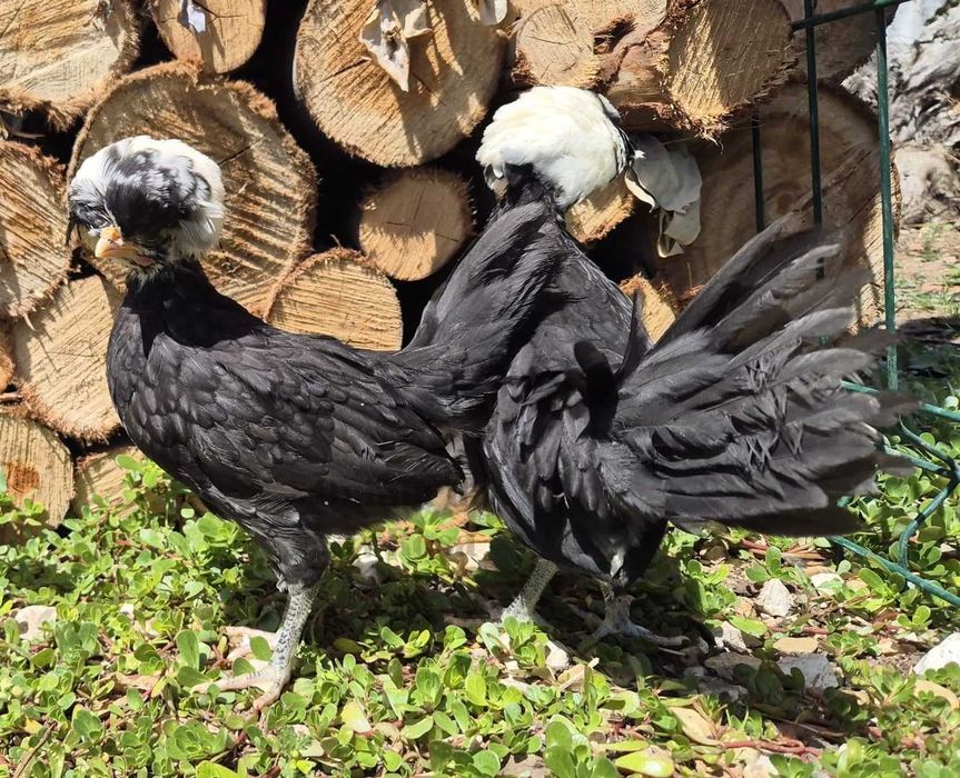 Galinhas jovens– Pekin Lavanda, Brahma e Padovana