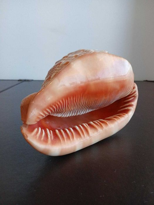 Búzio Cypraecassis rufa