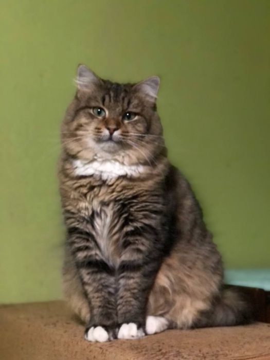 Кішечка 1,5 року безкоштоано в надійні руки