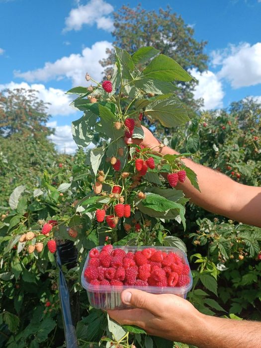 Продам свіжекопані саджанці ремонтантної малини .