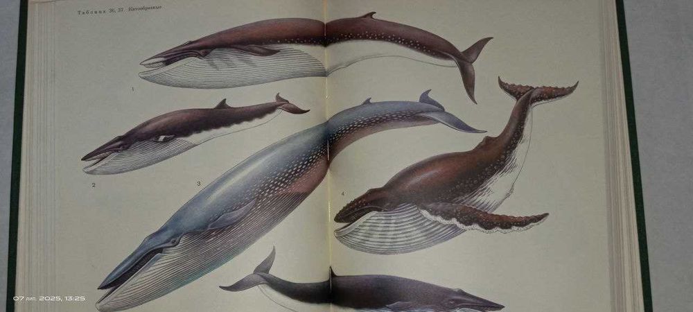 Жизнь животных в 7-ми томах