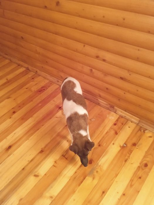 Продам цуценят породи гладкошерстний фокстерєр