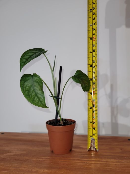 Monstera Siltepecana sadzonka