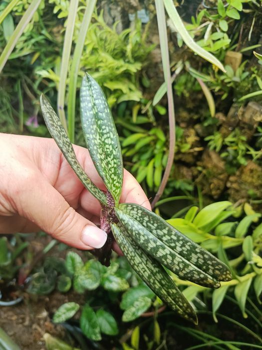 Орхідея paphiopedilum micranthum