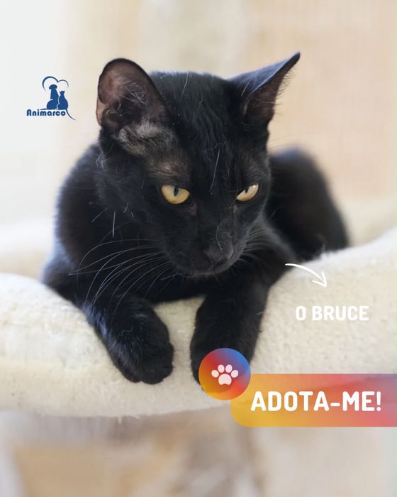 Bruce gato jovem para adoção