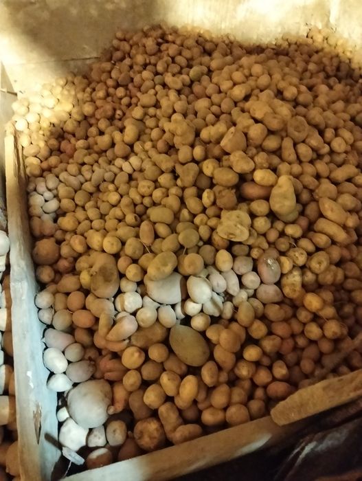 Картопля дрібна для гудівлі тварин