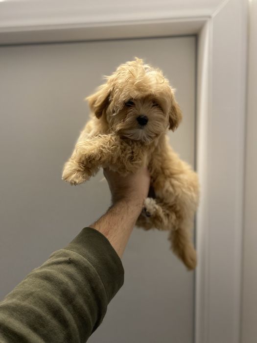 Гарні немовля мальтіпу