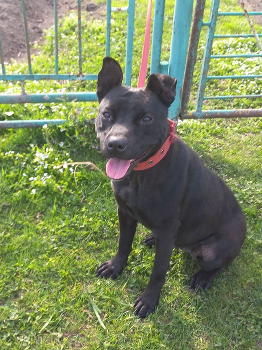 Безкоштовно Американській стаффордширский терьер