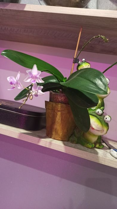 Домашняя колекция сокращаю . Лавр, лимон, банан