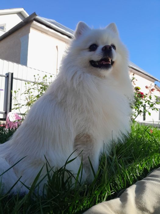 Померанський шпіц шукає наречену для в'язки