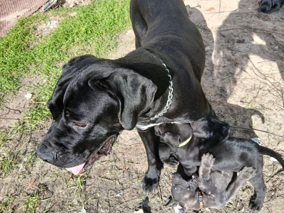 Cane Corso Italiano