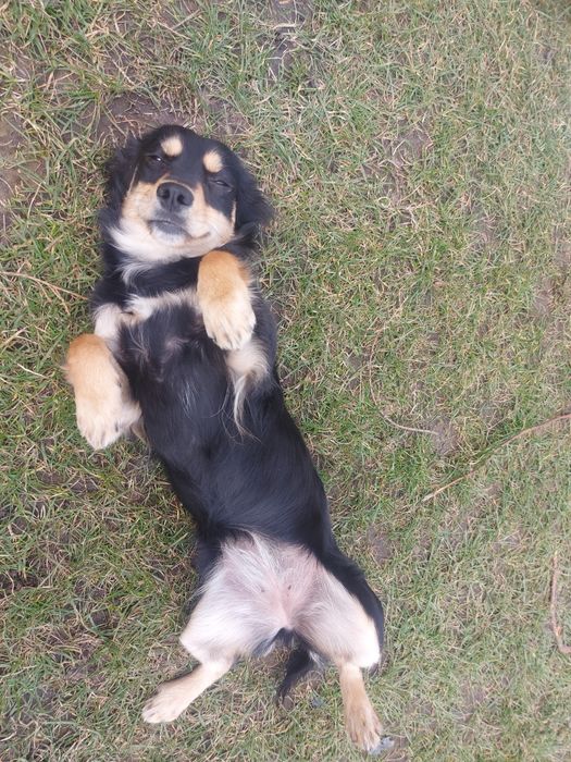 Suczka DAISY 1 - roczna, PYRZYCE