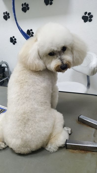 Обучение стрижке собак и кошек