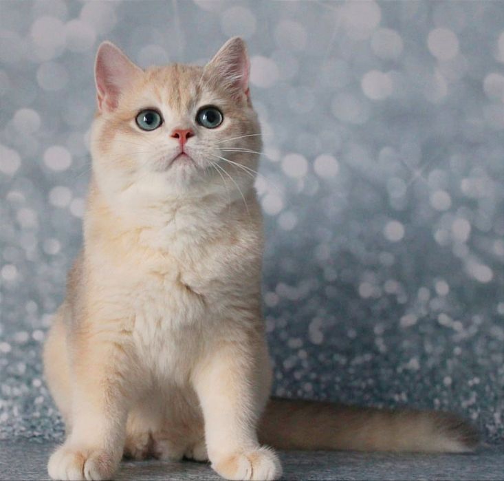 Британський котик шиншила - голубе золото