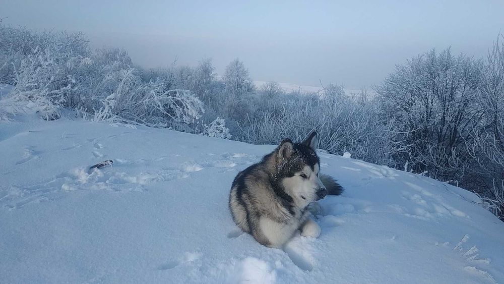 В'язка аляскінський маламут