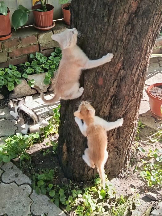 Гарні котики шукають дім