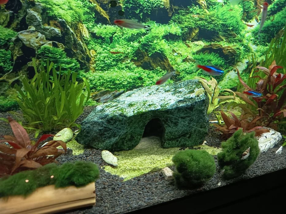 Akwarium grota kryjówka zbrojnik glonojad