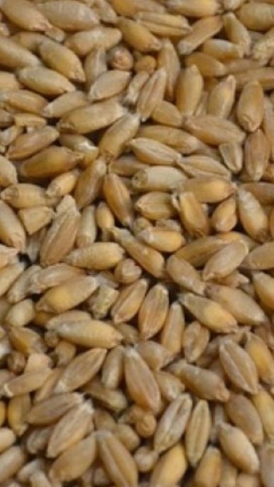 Pszenżyto  ozime, żyto, owies