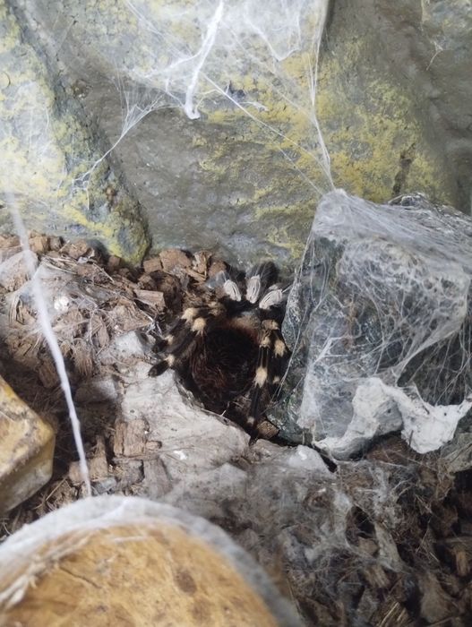 Тераріум скляний Exo Terra 30х30х30