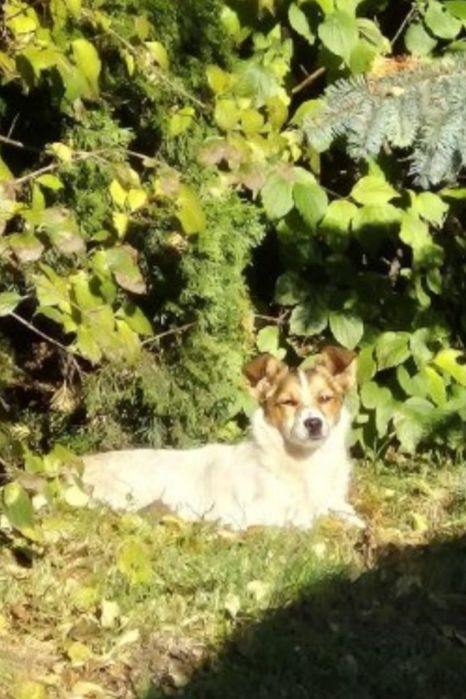 Roczny chłopiec do adopcji