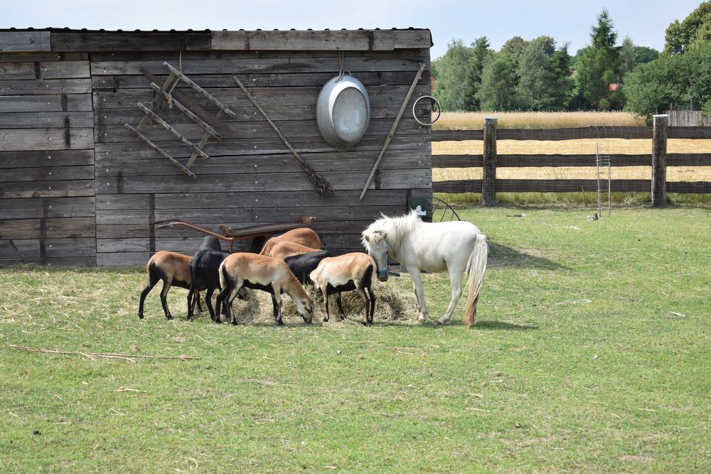 Agroturystyka , sauna , balia , domek na wyłączność  , basen