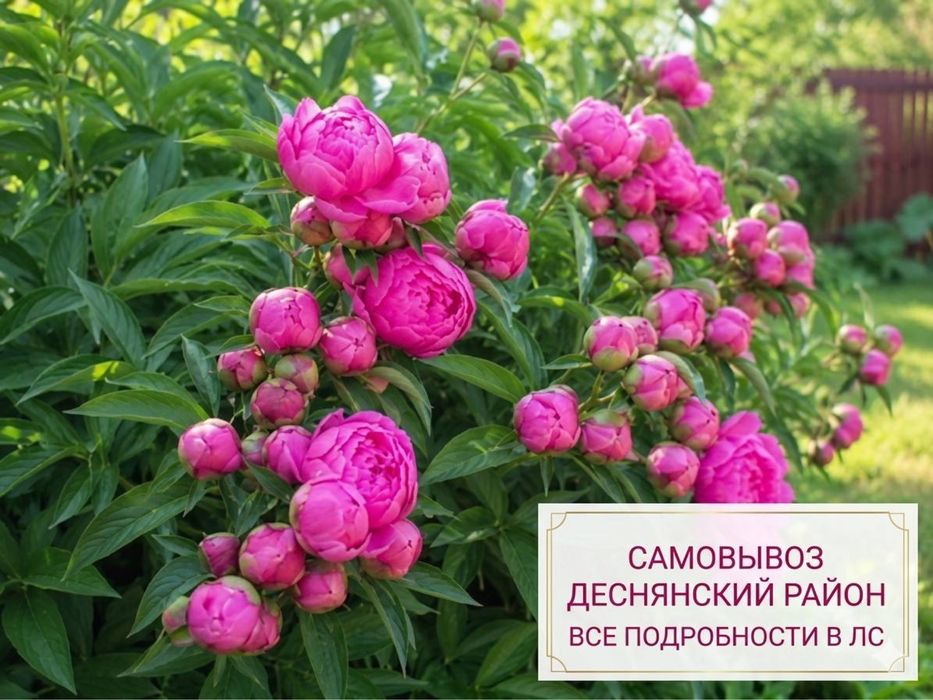 Пионы (бутоны) є опт