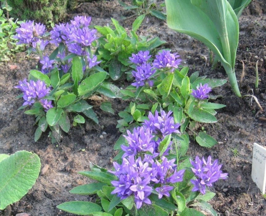 Колокольчик скученый, традесканция, бересклет.Телефонный аппарат стаци