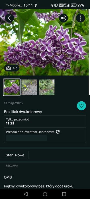 Bez lilak dwukolorowy 10 sztuk rezerwacja