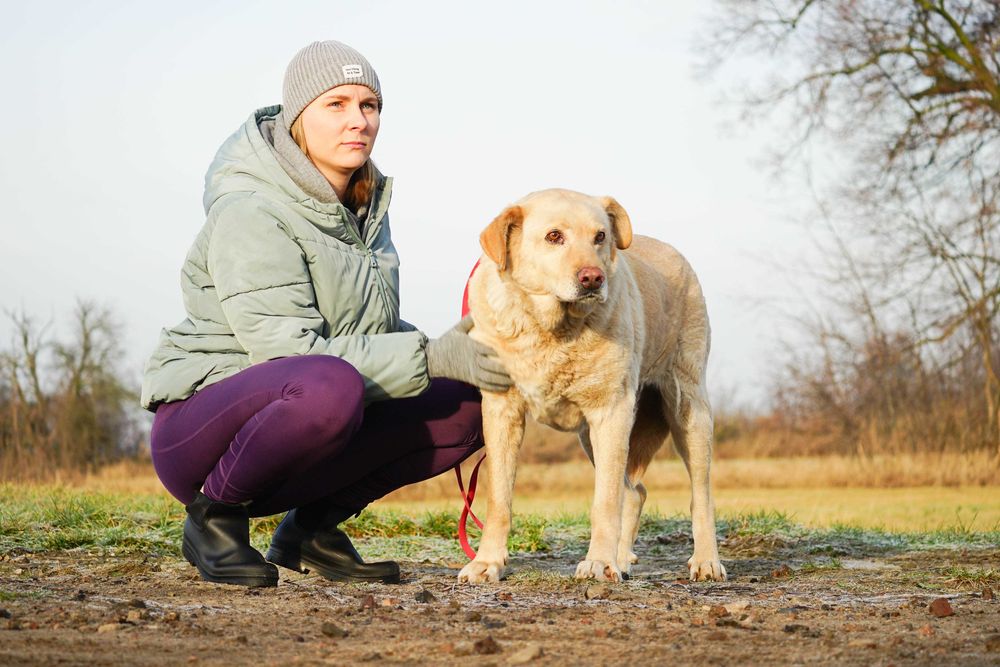 BINIO - śliczny strszy psiak w typie labrador