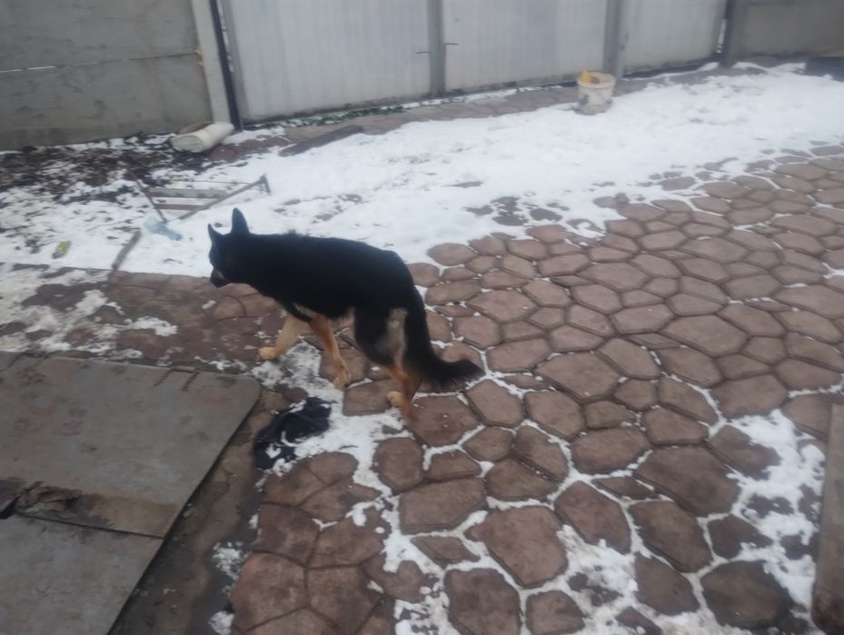 Овчарка  средняя