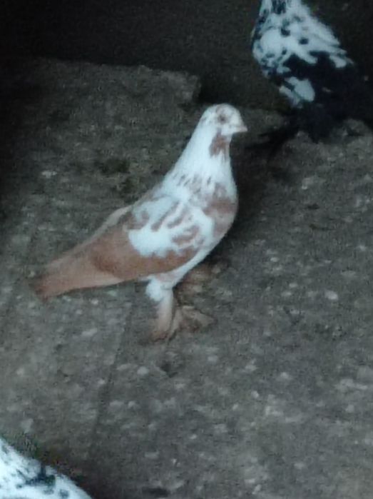 Widyn żółty widyny