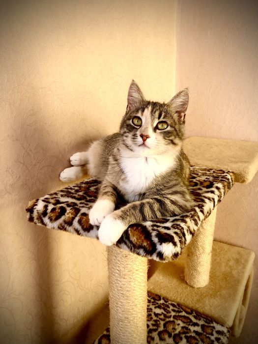 Ніжне кошеня безкоштовно