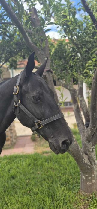 Égua Lusitana (PSL) preta - doce e excelente mãe