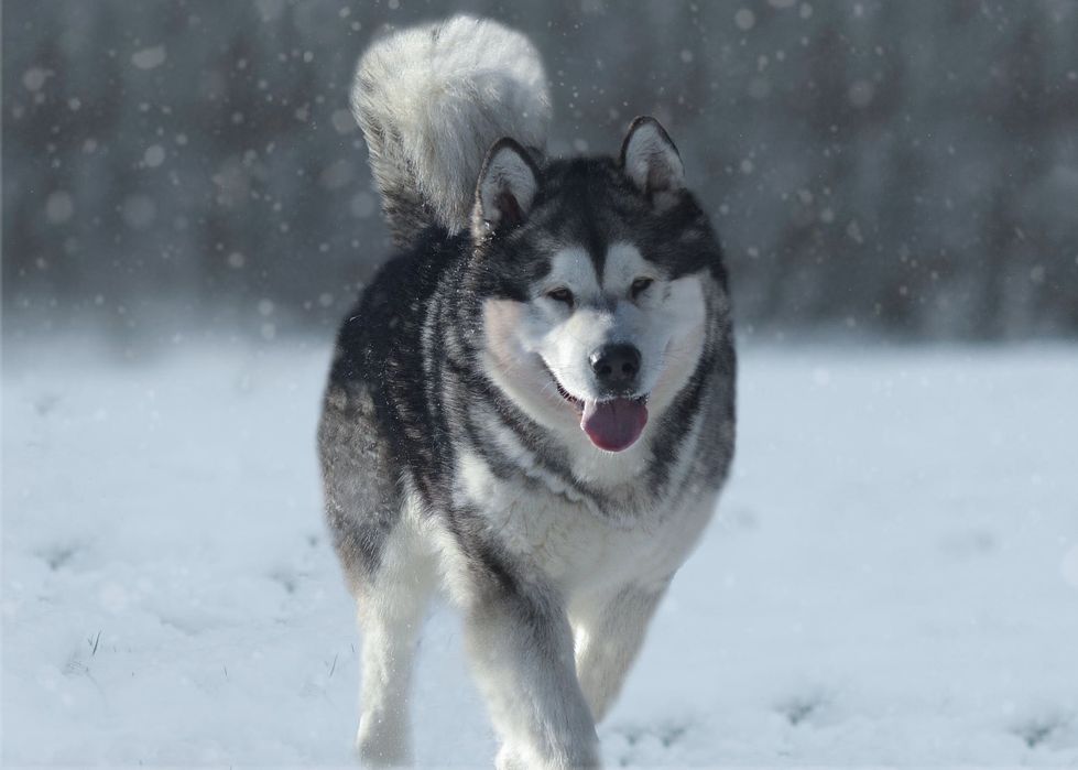 Alaskan Malamute ZKwP/FCI
