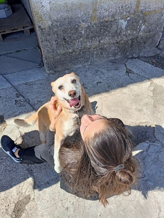 Cão meigo para adoção