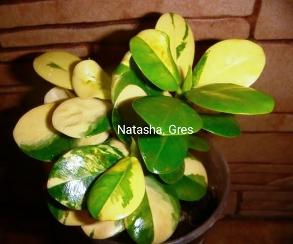 Ficus cv Green Island variegated.Фікус.Філодендрон