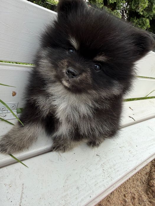 Szpic Miniaturowy Pomeranian