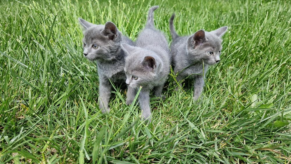 Кошенята Шартрез Котята Шартрез Кошеня